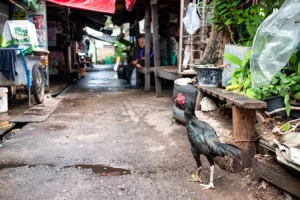 NoNameChicken