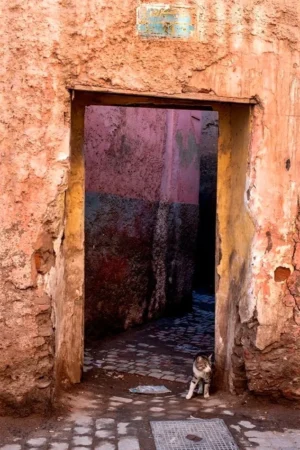 alleycat