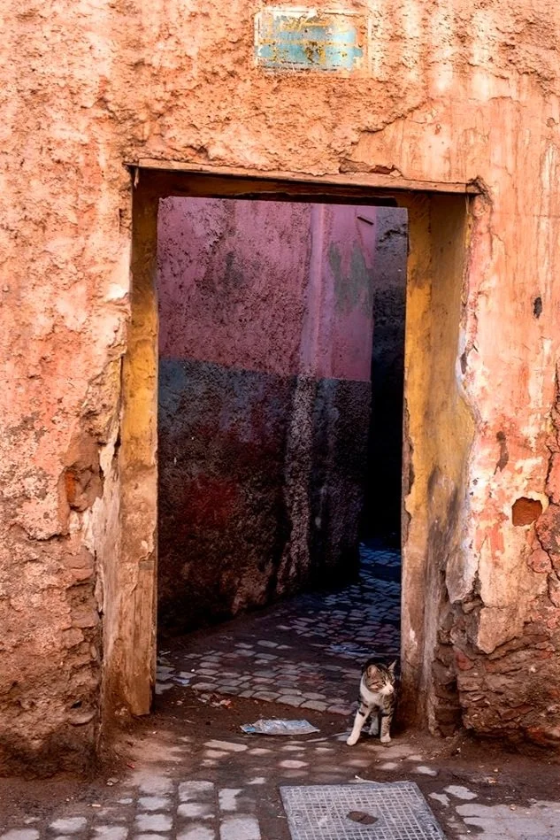 alleycat