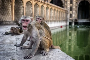 angrymonkey