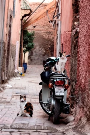bikercats