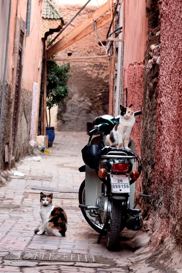 bikercats