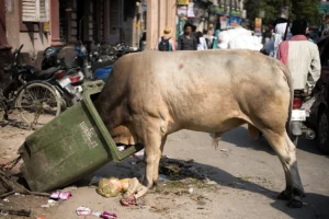 bincow