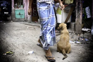 dog