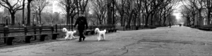 dogs