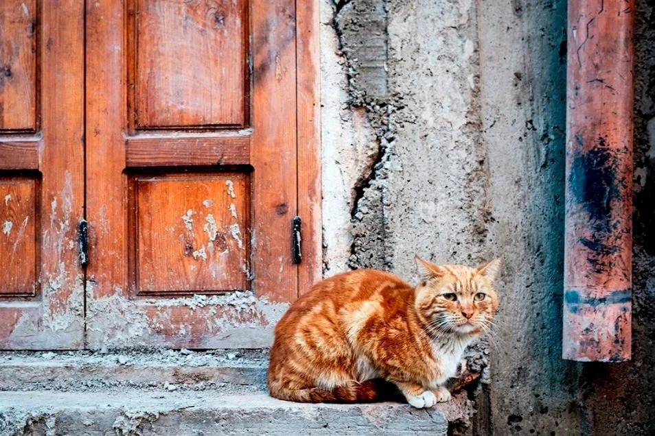 draincat