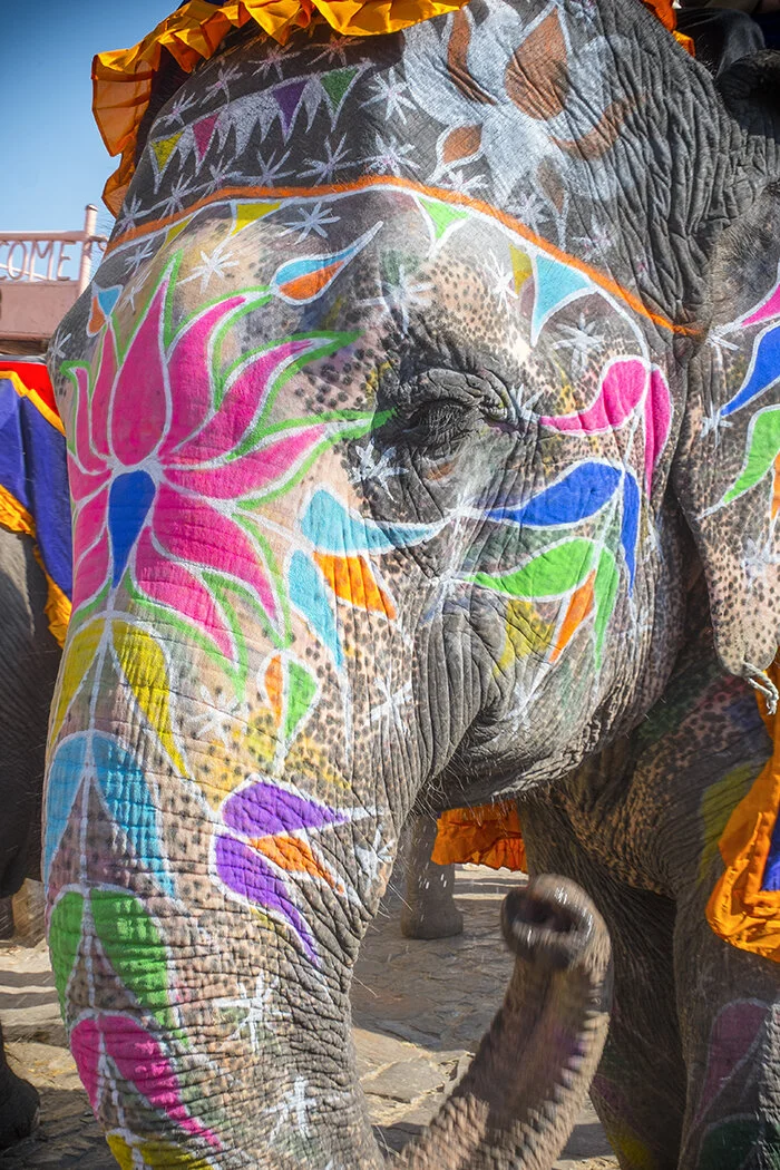 elephant