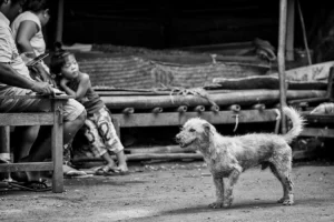 familydog