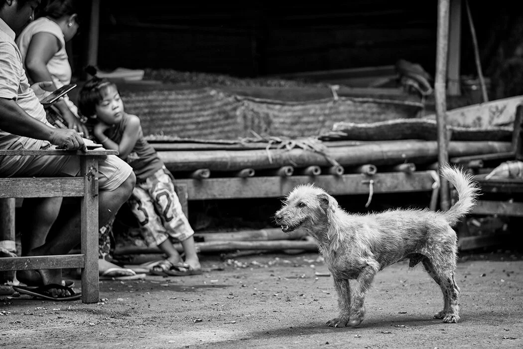 familydog