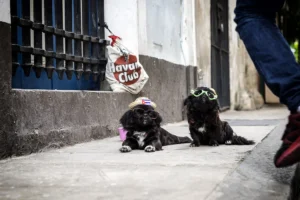 hatdogs