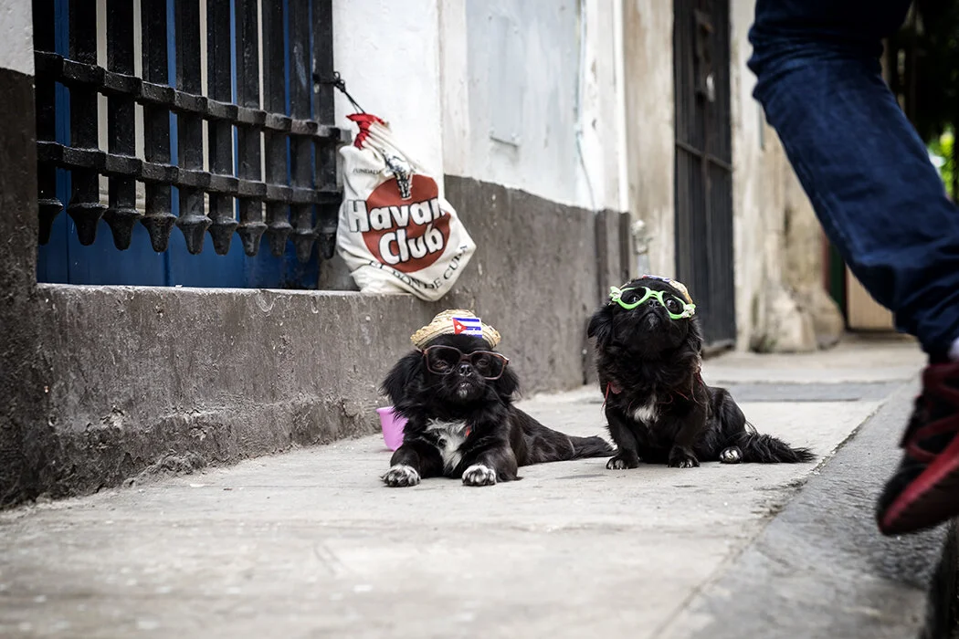 hatdogs