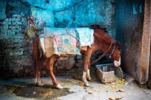 horse