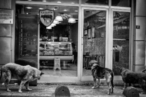 hungrydogs