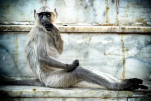 monkeycopy