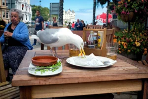 seagull
