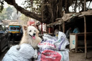 varadog
